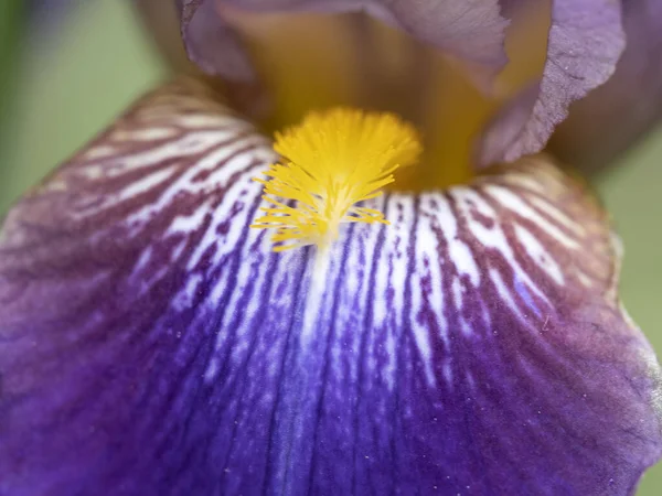 Iris Blomma Närbild Makro Detalj — Stockfoto