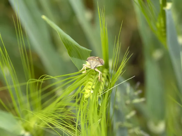 Insecto Insecto Espiga Campo Trigo Verde Temporada Primavera — Foto de Stock