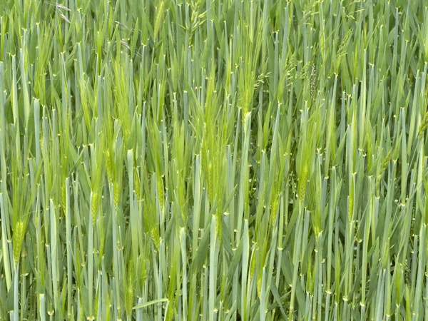 Зелене Пшеничне Поле Весняного Сезону — стокове фото