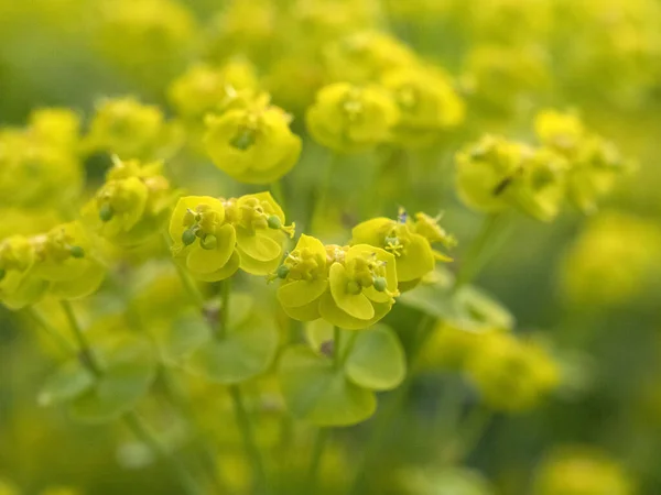 Gelbe Blumen Feld Frühling Ansicht — Stockfoto