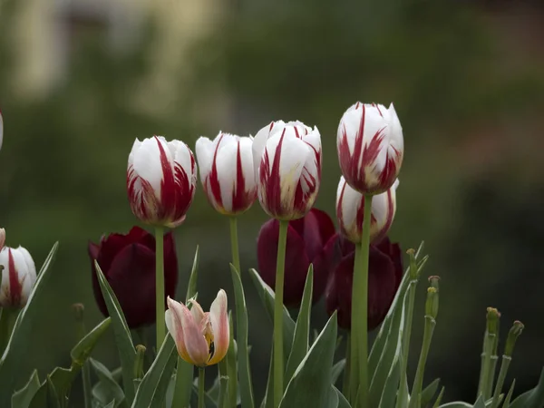 Tulipa Flores Fechar Macro — Fotografia de Stock