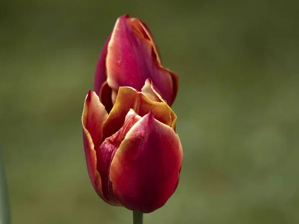 Tulipán Flores Cerrar Macro —  Fotos de Stock