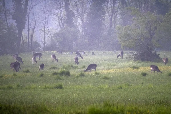 Roe Deer Ενώ Κοιτάζοντας Σας Στο Γρασίδι Από Ομίχλη — Φωτογραφία Αρχείου