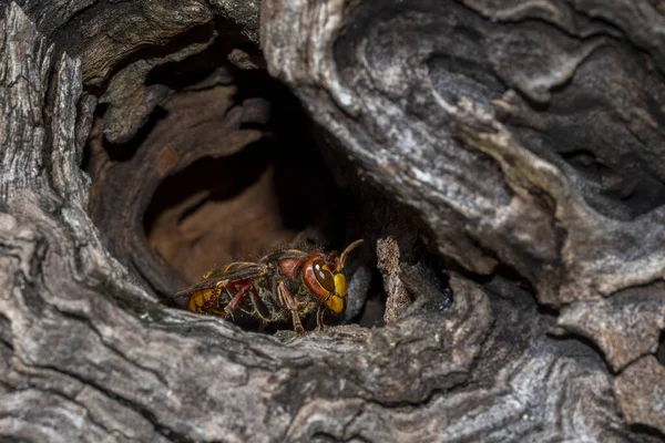 Ağaç kabuğunda saklanan eşek arısı kovanı