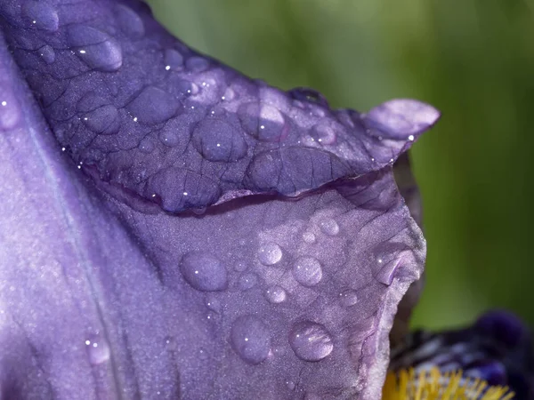 İris çiçeği makro detayı kapat