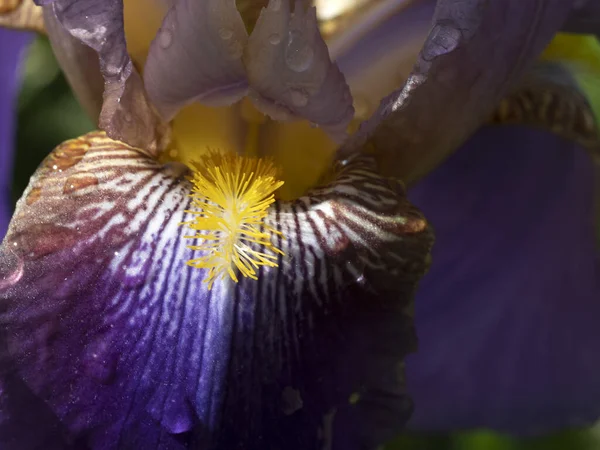 Iris Blomma Närbild Makro Detalj — Stockfoto