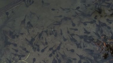 Bataklıktaki kurbağa yavrusu.