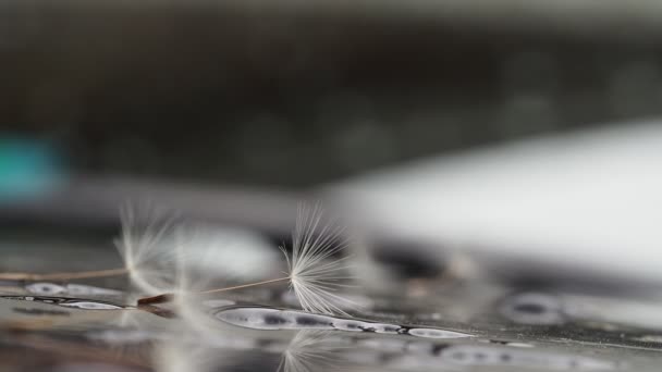 蒲公英洗头种子宏观细节 — 图库视频影像
