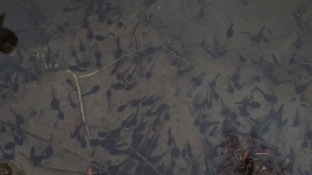 Žába Tyč Bažině Detail — Stock video