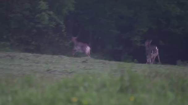 Roe Deer Miközben Téged Nézlek Fűben Egy Ködös Estén — Stock videók