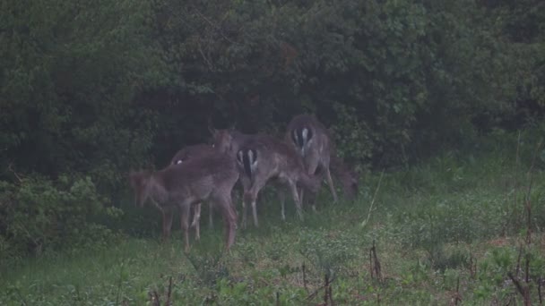 Rehe Gras Einem Nebligen Abend — Stockvideo