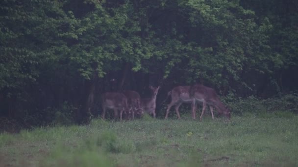 Roe Geyiği Sisli Bir Akşamda Çimlerin Üzerinde Sana Bakarken — Stok video