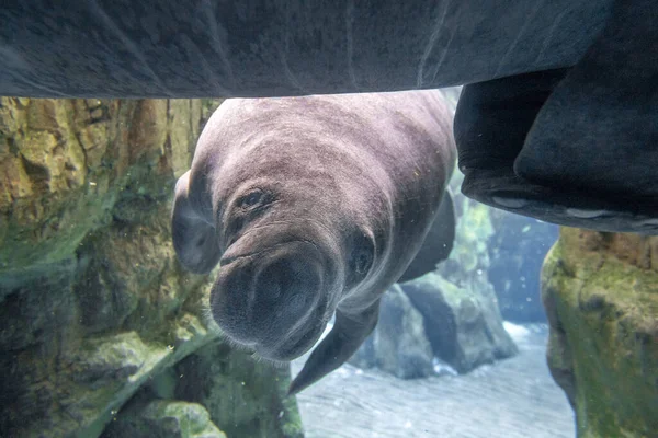 Baby Newborn Manatee Close Portrait Underwater — Stock Photo, Image