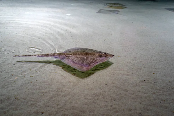 Stachelrochenfische Auf Meeresoberfläche Und Sandboden — Stockfoto