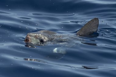 Denizanası yerken deniz yüzeyinde güneş balığı