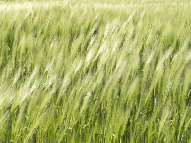 Buğday tarlaları deniz dalgaları gibi rüzgarla hareket eder.