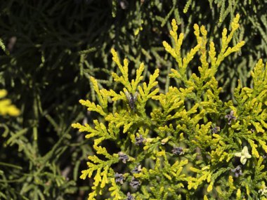 Platycladus Orientalis thujia fabrikasında uç. Makroyu kapat.