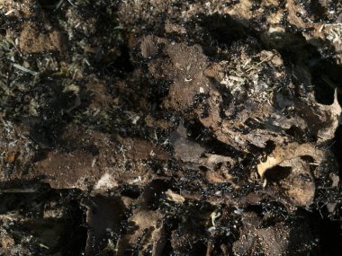 Karınca yuvasının içindeki ağaçlar makroyu kapatır. 