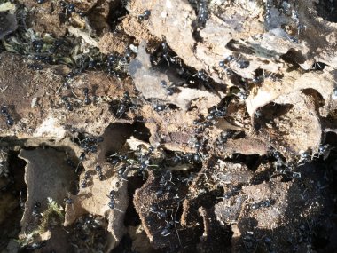 Karınca yuvasının içindeki ağaçlar makroyu kapatır. 