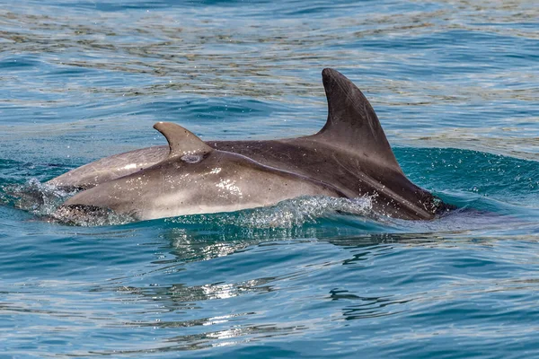 Young Bottlenose Tursiop Dolphin Jumping Genoa Harbor — Stock Photo, Image