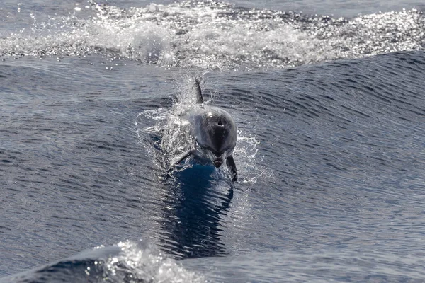 Ριγέ Δελφίνι Άλμα Έξω Από Θάλασσα Πίσω Κολύμπι Στην Ουρά — Φωτογραφία Αρχείου