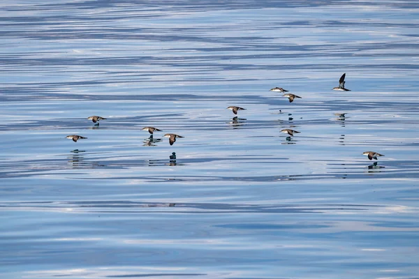 Мілководні Птахи Літають Над Морською Поверхнею Середземного Моря — стокове фото