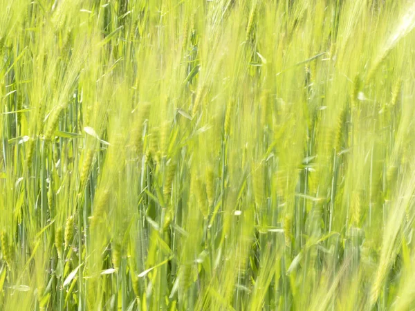 波のように風で動く小麦の穂畑 — ストック写真
