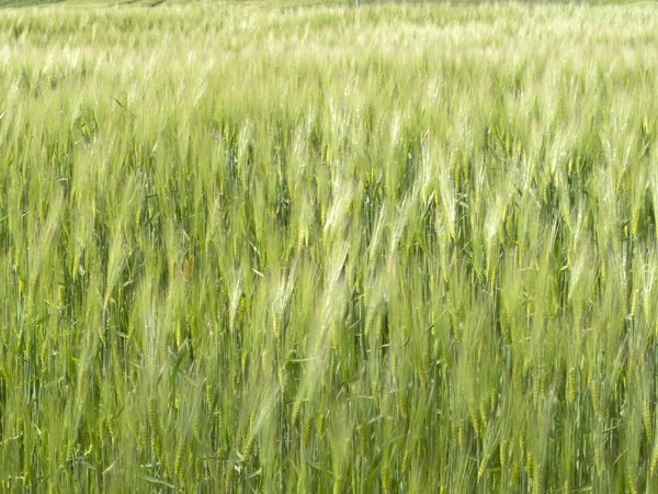 Campo Punte Grano Mosso Dal Vento Come Onde Marine — Foto Stock