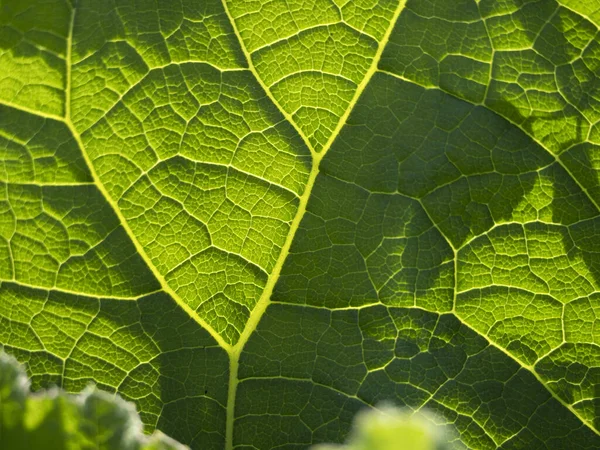 Ficus Leaf Close Macro Detalhe — Fotografia de Stock
