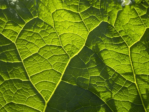 Ficus Leaf Close Macro Detalhe — Fotografia de Stock