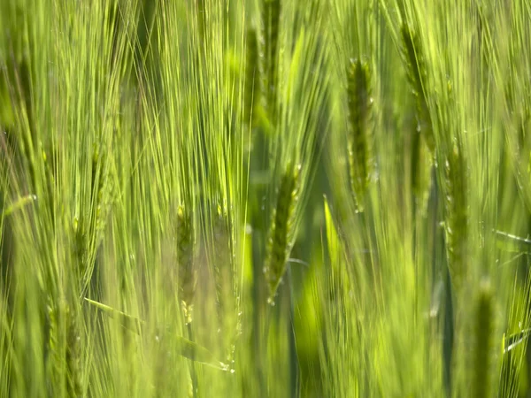 Campo Trigo Verde Estação Primavera — Fotografia de Stock