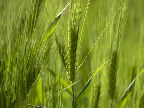 Зелене Пшеничне Поле Весняного Сезону — стокове фото