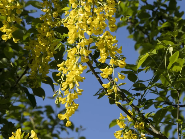 Laburnum Gelbe Blume Aus Nächster Nähe — Stockfoto