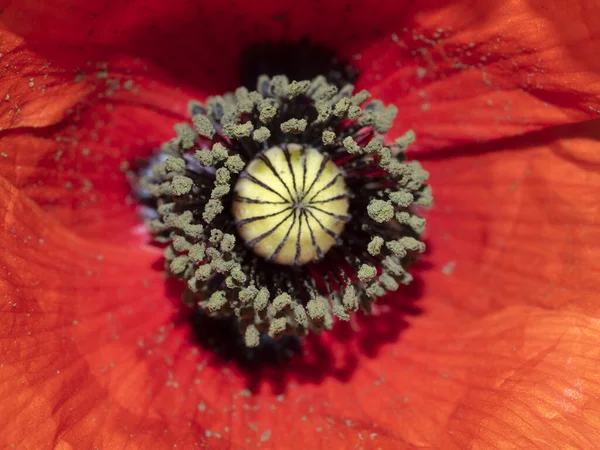 Rode Papaver Bloem Pistil Macro Close — Stockfoto