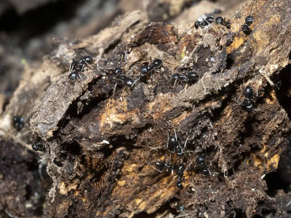 Myror Inuti Myrstacken Träet Närbild Makro — Stockfoto