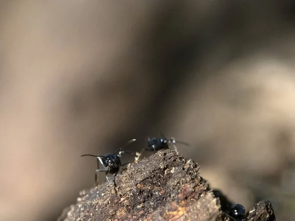 Semut Dalam Sarang Semut Hutan Menutup Makro — Stok Foto