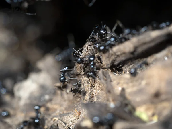 Semut Dalam Sarang Semut Hutan Menutup Makro — Stok Foto