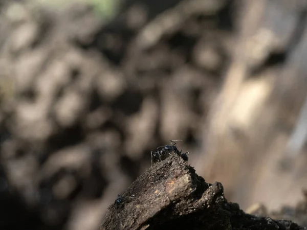 蚁丘内的蚂蚁在树林中紧紧地围住宏观 — 图库照片