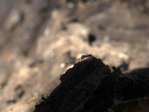 Mravenci Uvnitř Mraveniště Lese Zavřít Makro — Stock fotografie