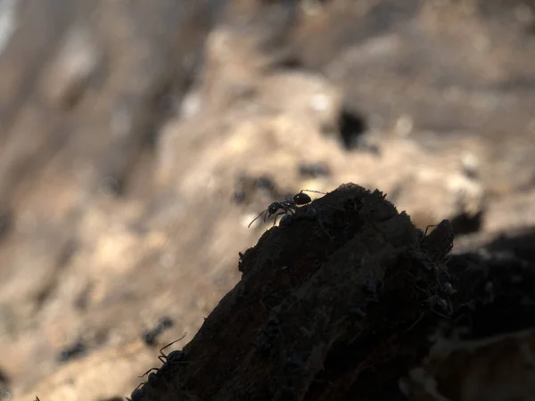 Mravenci Uvnitř Mraveniště Lese Zavřít Makro — Stock fotografie