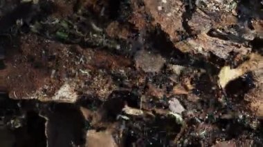 Karınca yuvasının içindeki ağaçlar makroyu kapatır. 