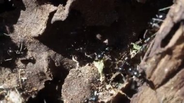 Karınca yuvasının içindeki ağaçlar makroyu kapatır. 