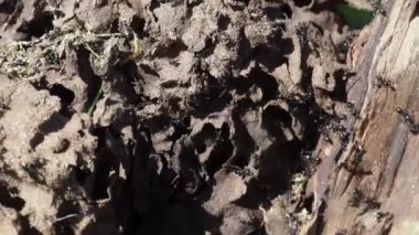 Karınca yuvasının içindeki ağaçlar makroyu kapatır. 