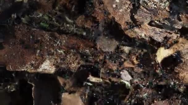 Karınca Yuvasının Içindeki Ağaçlar Makroyu Kapatır — Stok video
