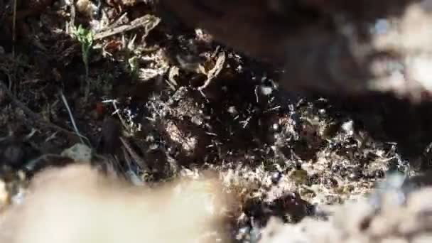 Mravenci Uvnitř Mraveniště Lese Zavřít Makro — Stock video