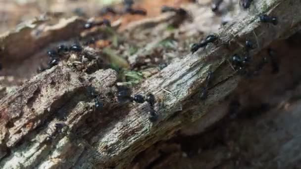 Karınca Yuvasının Içindeki Ağaçlar Makroyu Kapatır — Stok video