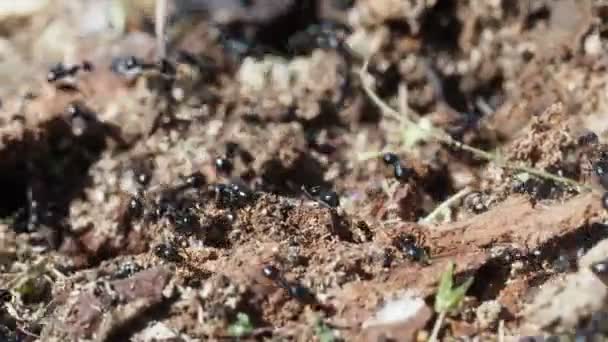 Karınca Yuvasının Içindeki Ağaçlar Makroyu Kapatır — Stok video