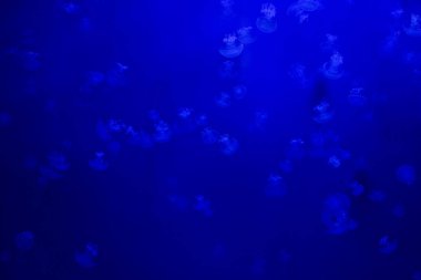 Fıçı denizanası derin mavi arka planda suyun altında