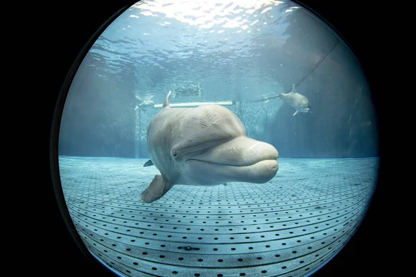 Дельфин Водой Аквариуме Глядя — стоковое фото