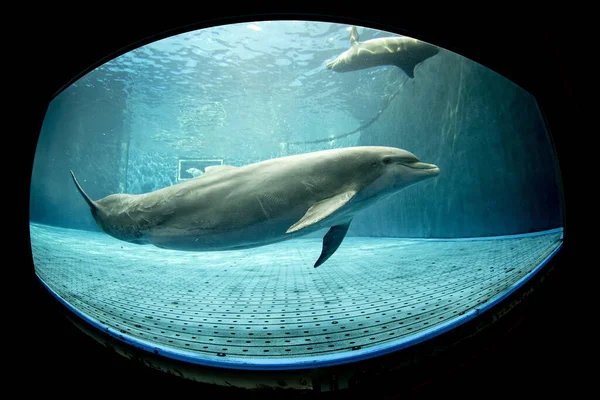 Дельфин Водой Аквариуме Глядя — стоковое фото
